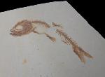 Leptolepides haertesi ARRATIA 1997 - Bild &copy; FossNet FossilienStore